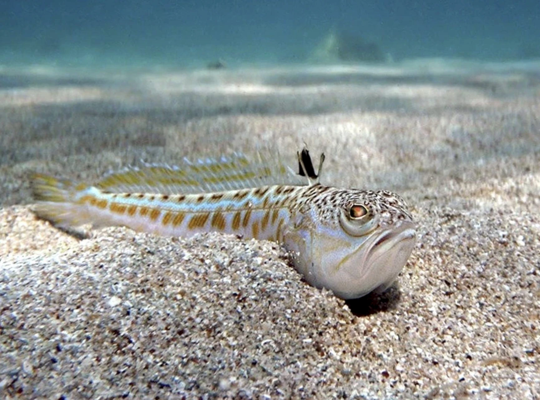 Weaver fish on the sandy bottom