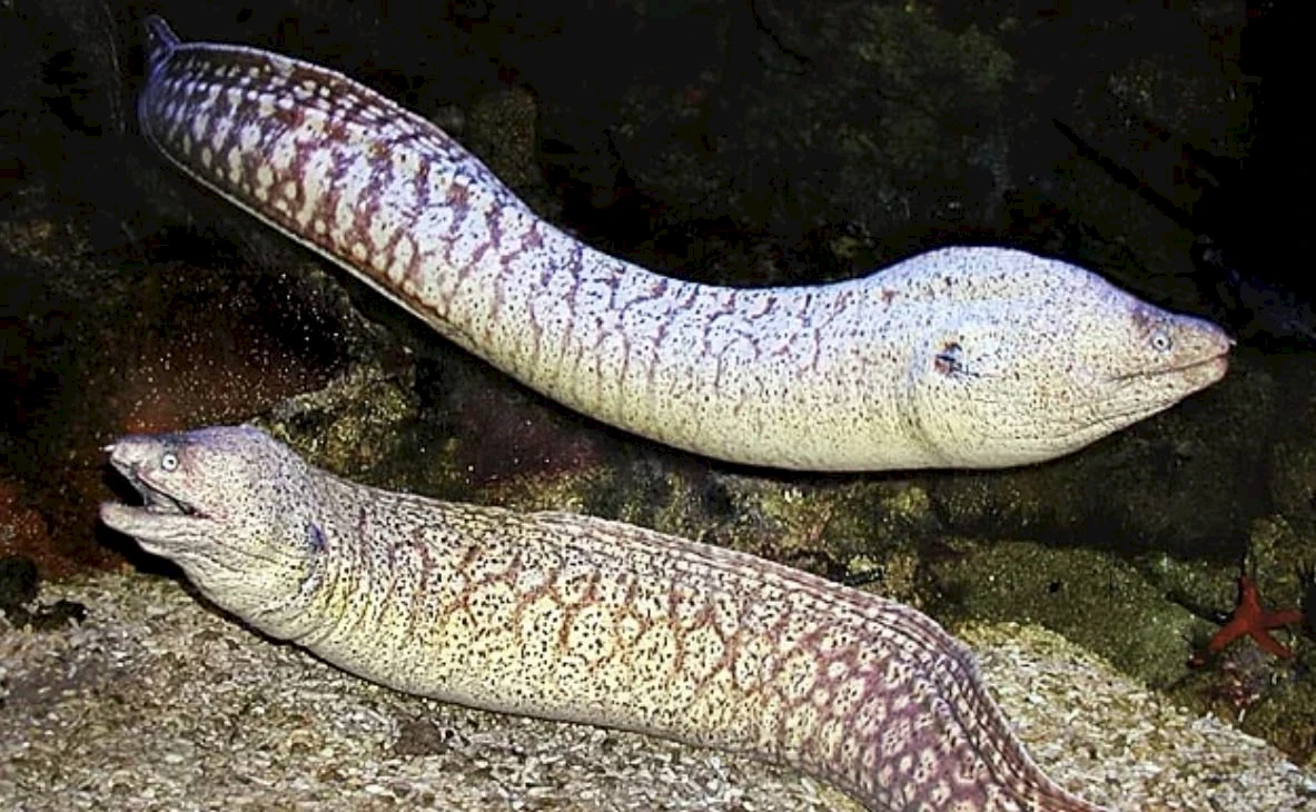 Moray eel